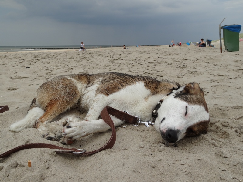 müder russischer Hund am Strand