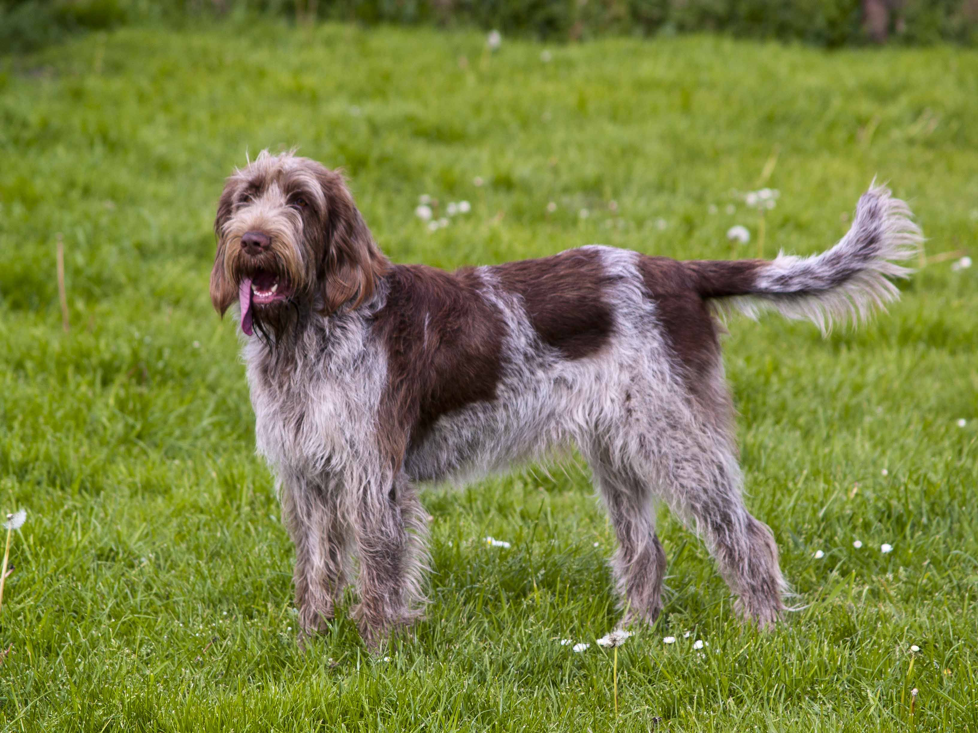 Spinone Italiano auf der Wiese Issn� Rüde! Hunde News &amp; Dogstyle