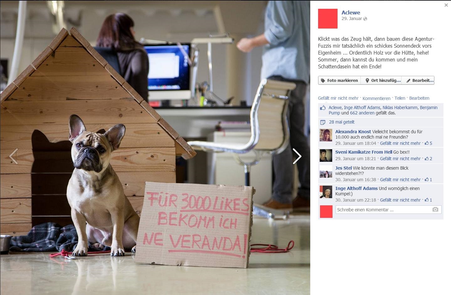 französische Bulldogge Bex bittet um Facebook Likes