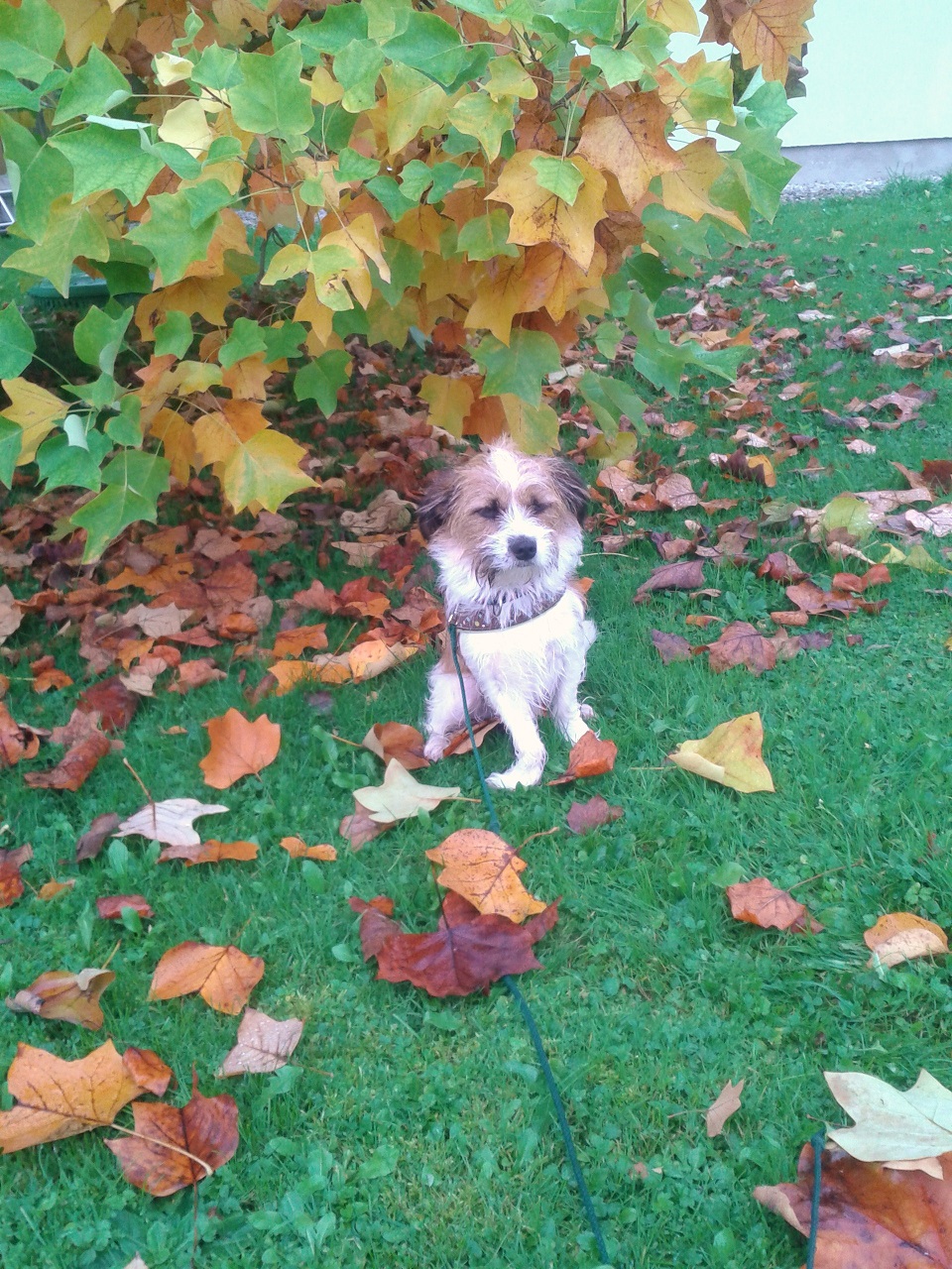 Hund Charly im Regen draußen