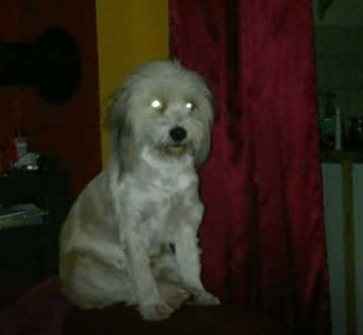 Polly allein zu Haus