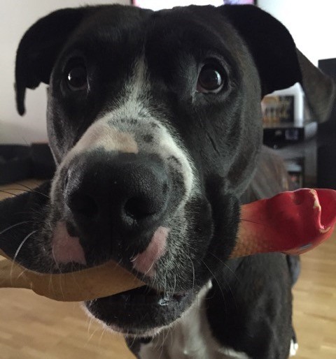 thema habe meinen hund geschlagen thema habe meinen hund geschlagen