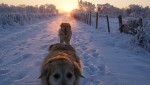 Hunde bei Kälte