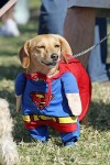Superdog