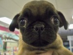 Süßer Hund mit großen Augen