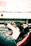 Hund bellt