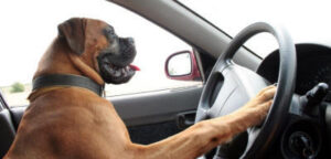 Hund am Steuer - Autofahren und Urlaub mit dem Hund