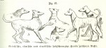 Eine Geschichte der Hunde