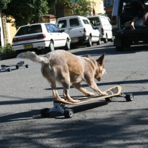 Dogboarding - Hunde auf Skateboards 2.0
