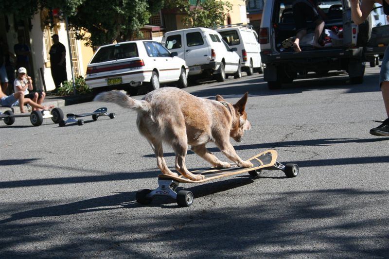 Hund auf Skateboard - noch eine Stufe zum Dogboarding