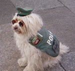 Polizeihund