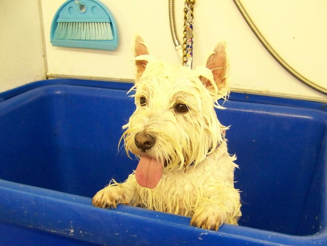 Hunde baden – Mein Hund muss in die Wanne