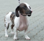 Hund unterwegs