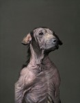 Den Hund einschläfern - von Krankheit und Alter gezeichnet und dennoch voller Stolz