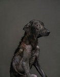 Den Hund einschläfern - ein Lächeln im Augenblick des Todes?