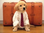 Reisen mit Hunden