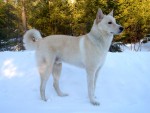 Kanaanhund