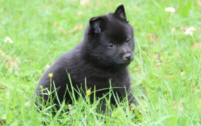 Grasmilben beim Hund