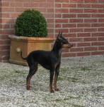 English Toy Terrier