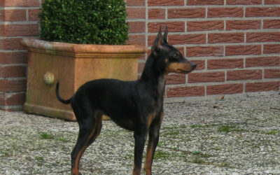 Der English Toy Terrier