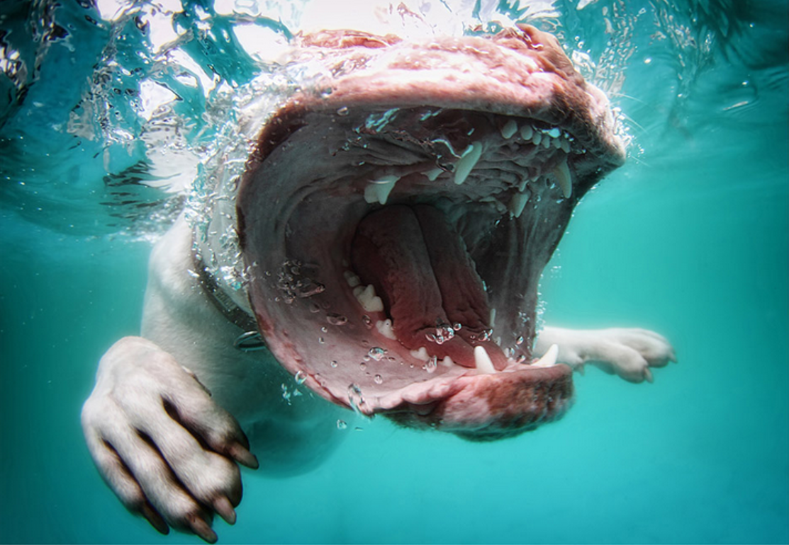 Hunde unter Wasser / Underwater Dogs