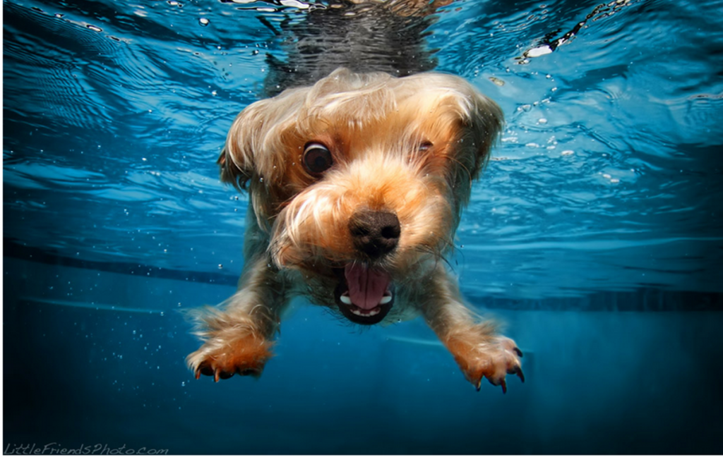 Hunde unter Wasser / Underwater Dogs