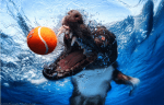 Hunde unter Wasser / Underwater Dogs