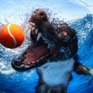Hunde unter Wasser - die unglaublichen Fotos von Seth Casteel