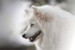 Spitz