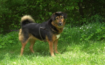 Der Do Khyi – ein Hund mit vielen Namen