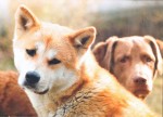 Hundetod