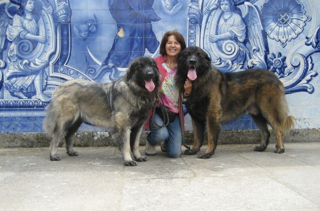 Portugiesischer Hirtenhund, oder: Serra da Estrela Hund