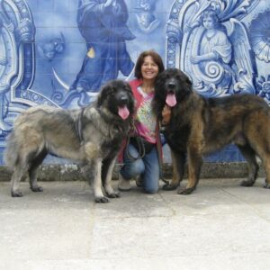 Portugiesischer Hirtenhund, oder: Serra da Estrela Hund