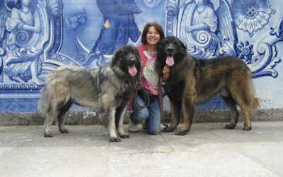 Portugiesischer Hirtenhund – oder: Serra da Estrela Hund