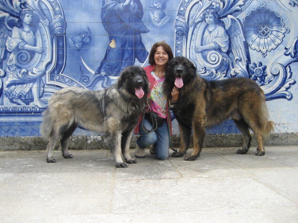 Portugiesischer Hirtenhund, oder Cão da Serra da Estrela Issn� Rüde!