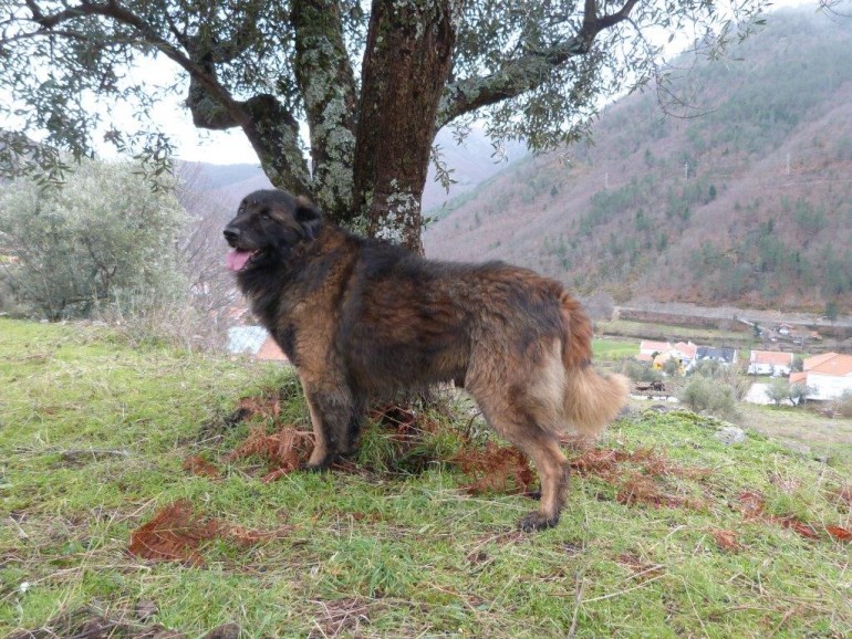 Portugiesischer Hirtenhund, oder Cão da Serra da Estrela Issn� Rüde!