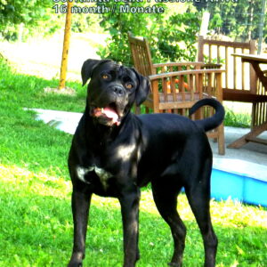 Der Cane Corso Italiano
