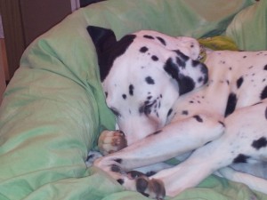 Dalmatiner müde auf dem Sofa