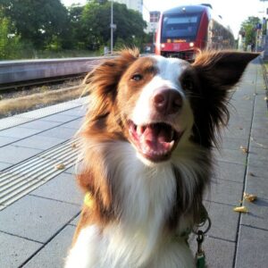 Aus dem Kursbuch eines Bahnhofshütehunds