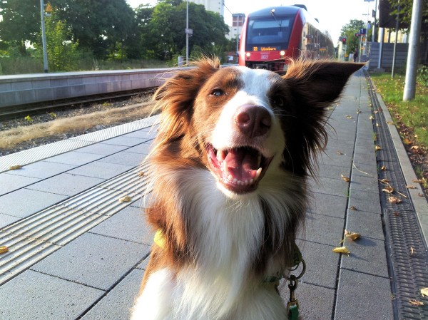 01 Hund Mailaka am Bahnhof