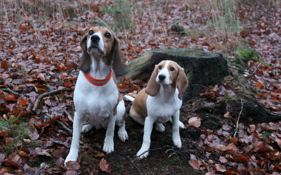 2 Schweizer Niederlaufhunde im Wald