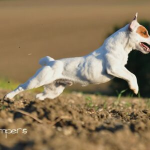 Der Parson Jack Russell Terrier