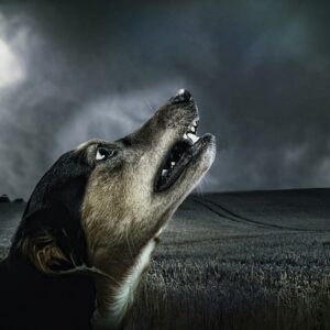 VIP Hund verklagt Herrchen