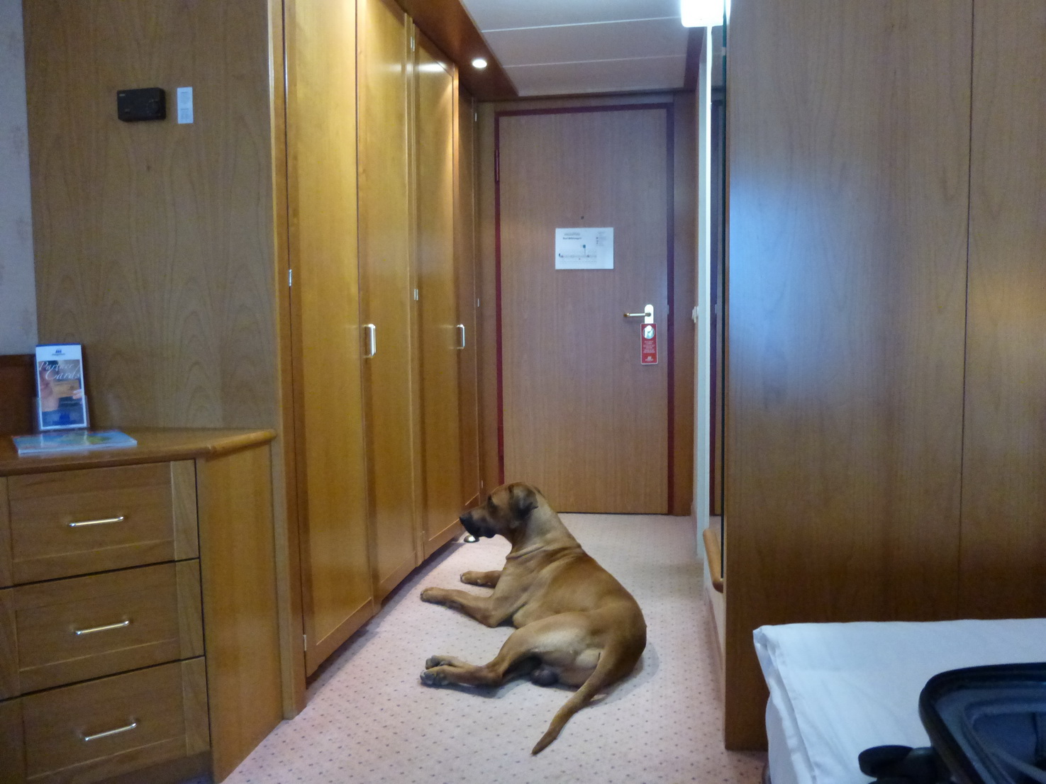 auch im Hotelflur kann Hund gut liegen