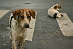 Straßenhunde in Rumänien