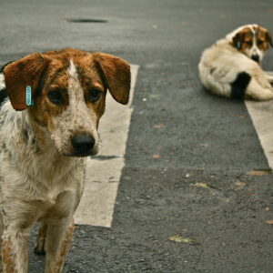 Straßenhunde in Rumänien - Kampf ums Überleben