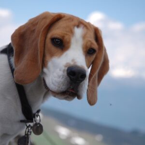 Der Beagle - ein Familienhund?