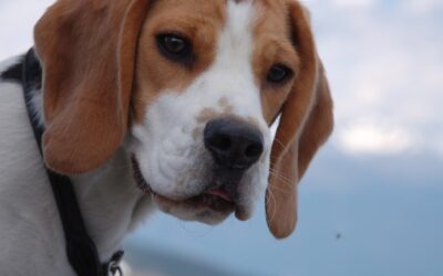 Der Beagle – ein Familienhund?