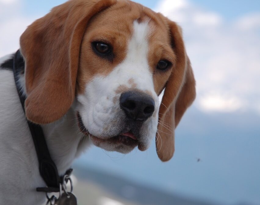 Der Beagle – ein Familienhund?