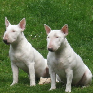 Zwei Miniatur Bullterrier auf dem Rasen